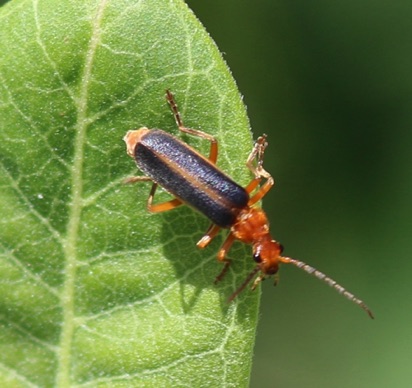 Downy Leather-winged Beetle
Podabrus pruinosus